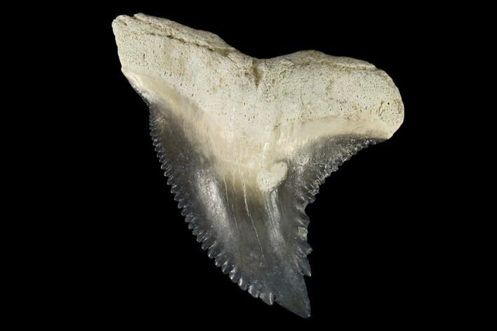 Fossil Shark Tooth (Hemipristis) - Bone Valley, Florida #113788
